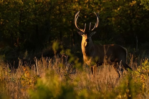 Red Deer stag ou cervus elaphus dans une forêt