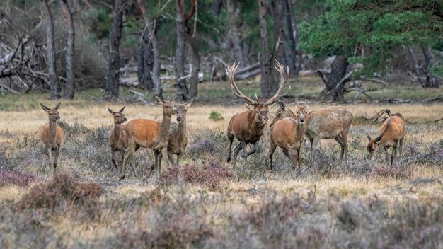 Red Deer stag (Cervus elaphus) mâle et un groupe de cerfs femelles en rut