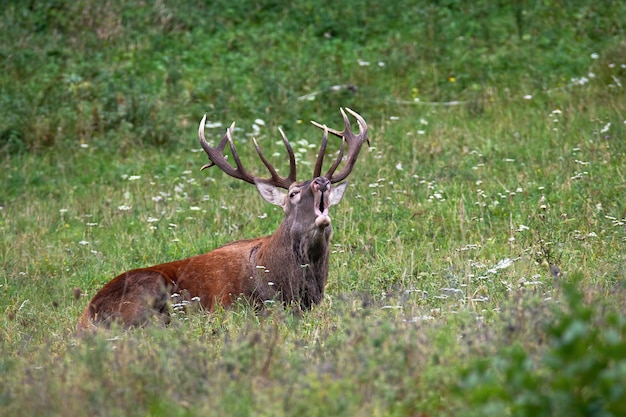 Red Deer stag couché sur un pré et rugissant en saison du rut