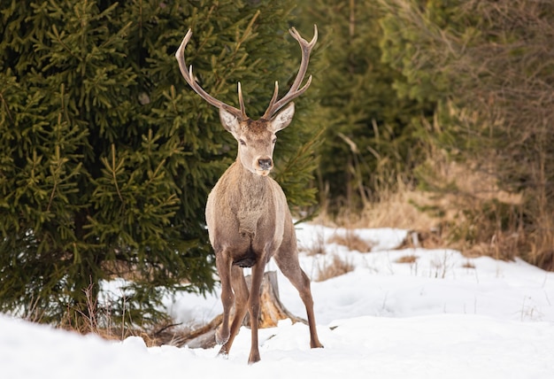 Photo red deer stag debout sur la neige avec des arbres derrière elle