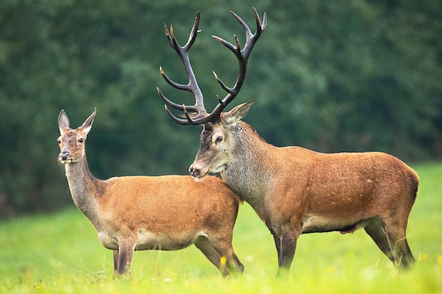 Red Deer stag et hind debout près l'un de l'autre sur un pré en période de rut