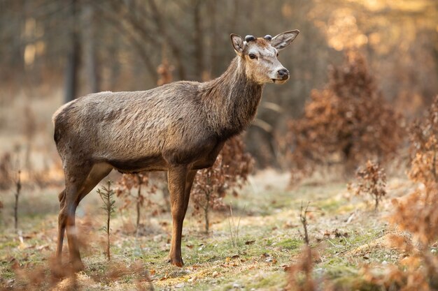 Red Deer stag avec de nouveaux bois de plus en plus debout sur une clairière dans la forêt de printemps.