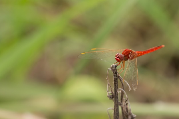 Red Dragon Fly