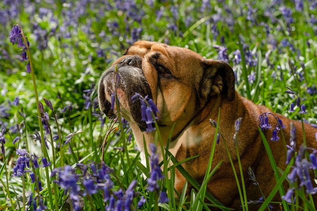 Red English British Bulldog Dog jusqu'à lécher sa langue et assis dans les jacinthes