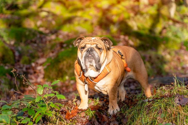 Red English British Bulldog Dog en promenade jusqu'à la assis dans l'herbe en forêt