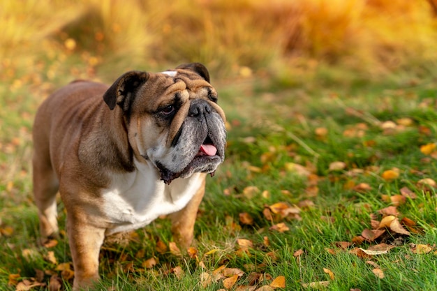 Red English British Bulldog Dog en promenade jusqu'à la séance dans l'herbe sur la journée ensoleillée d'automne au coucher du soleil