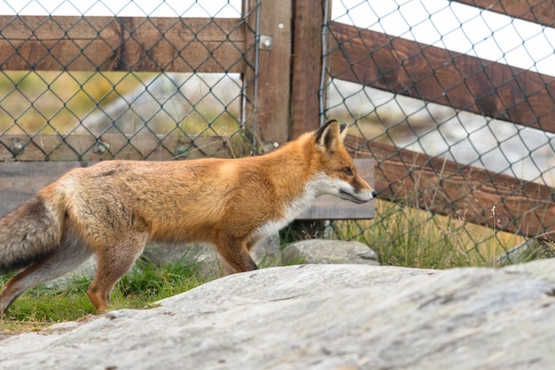 Photo red fox devant une clôture grillagée avec de la roche au premier plan.