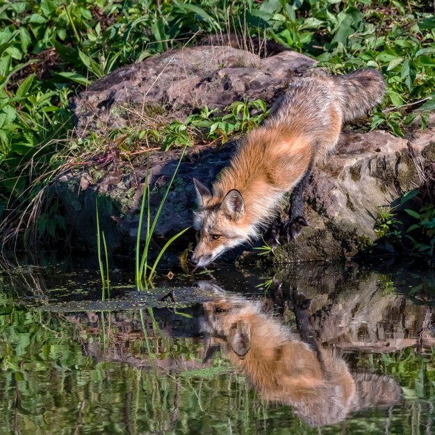 Red Fox l'eau potable de l'étang