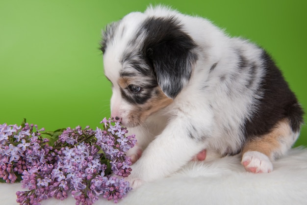 Red Merle Australian Shepherd puppy fleurs lilas