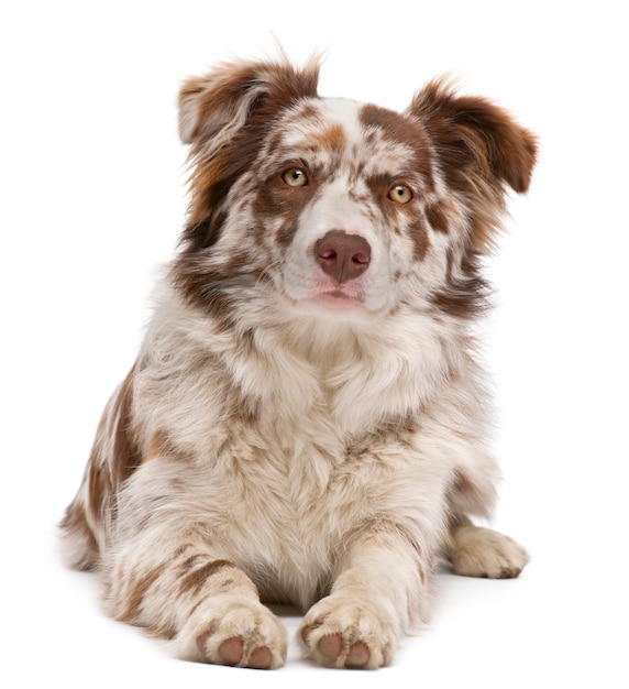 Red Merle Border Collie, 6 mois, couché