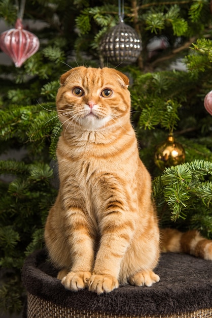 Red Scottish Fold chat rouge est assis près de l'arbre de Noël