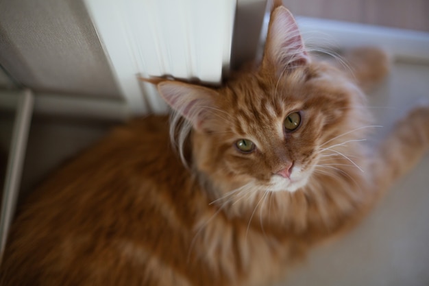 Red tabby fluffy maine coon chaton assis sur le sol