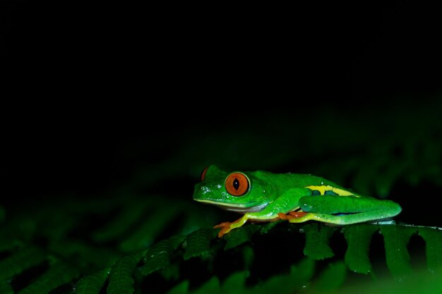 Red Tree Frog Eyed