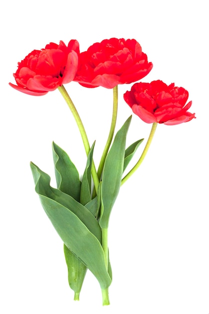 Red tulipes