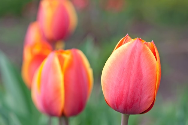 Red tulipes