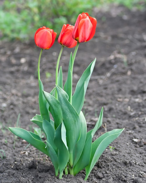 Red tulipes