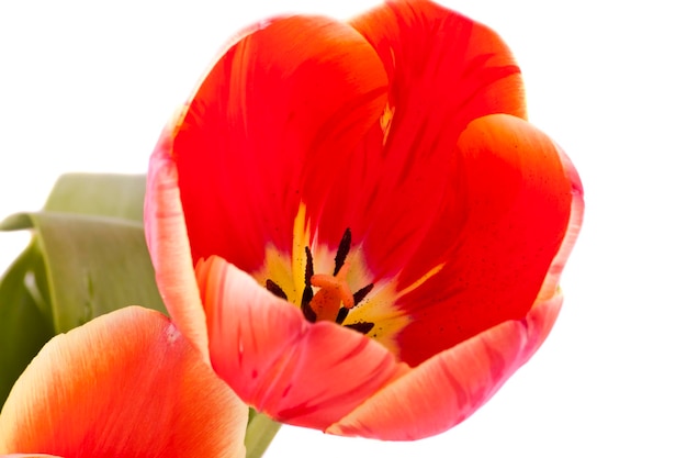 Red tulipes