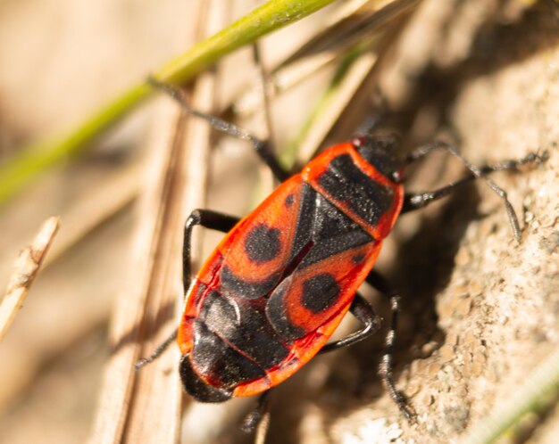 Redbug sur la pierre Macro shot de la faune