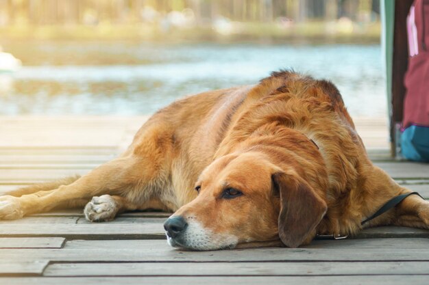 Redhead dog Retriever se trouve sur un plancher en bois