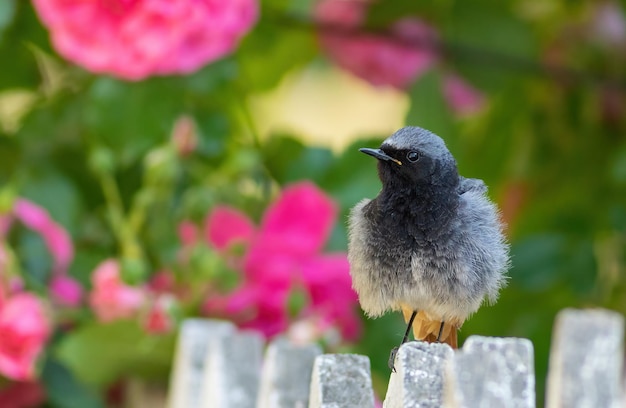 Redstart noir Phoenicurus ochruros un oiseau est assis sur la clôture du jardin sur fond de roses en fleurs