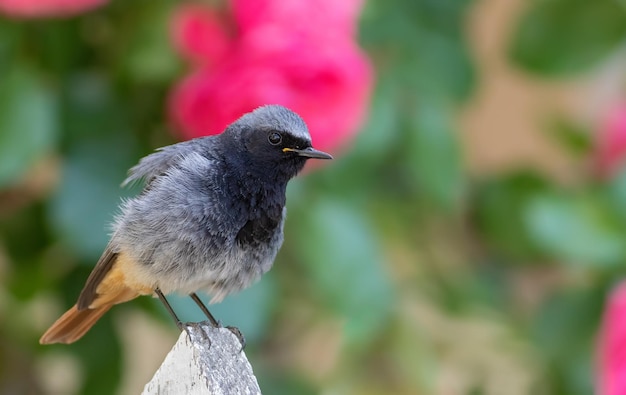 Redstart noir Phoenicurus ochruros un oiseau est assis sur la clôture du jardin sur fond de roses en fleurs