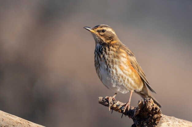 Photo redwing (turdus iliacus) malaga, espagne