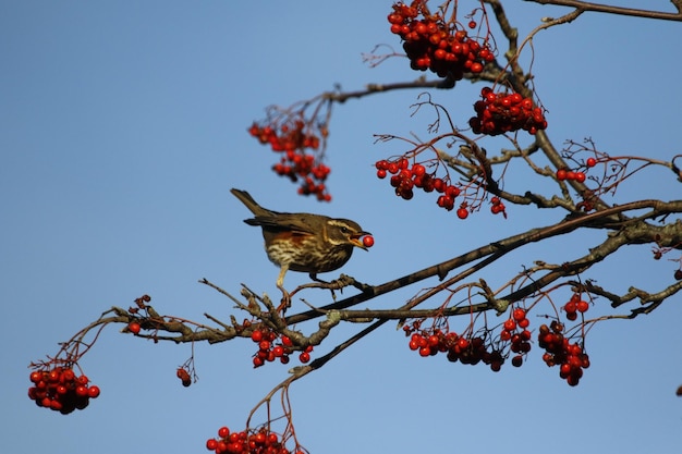 Redwings se régalant de baies de rowan d'hiver au soleil du printemps