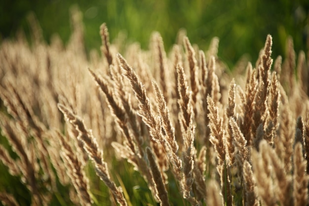 Photo reed au coucher du soleil gros plan