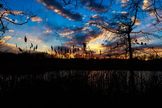 Reed dans la soirée tranquille sur un coucher de soleil. rouge dramatique