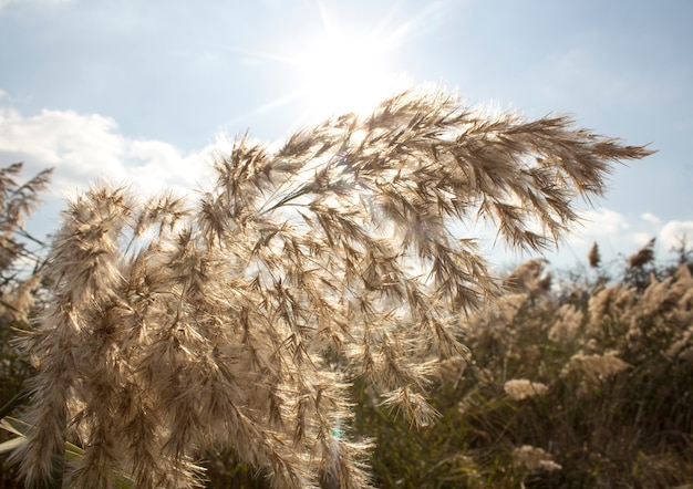 Reed, végétation fluviale