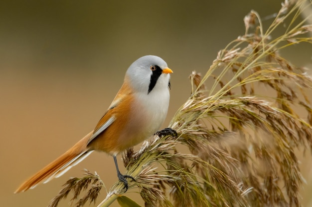 Reedling barbu (Panurus biarmicus) assis sur un roseau.