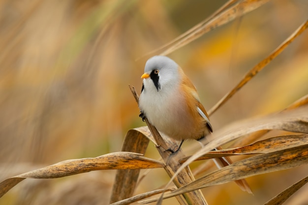 Reedling barbu (Panurus biarmicus) assis sur un roseau.