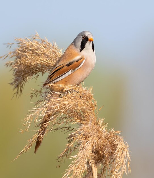 Reedling barbu Panurus biarmicus un oiseau est assis au sommet d'un roseau