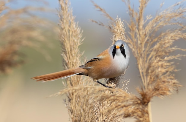 Reedling barbu Panurus biarmicus un oiseau est assis sur le dessus moelleux d'un roseau