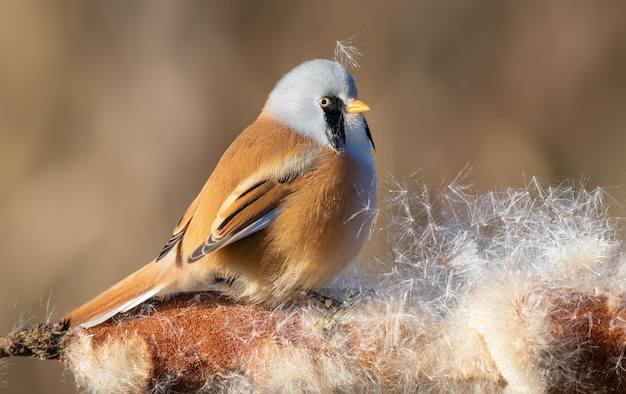 Reedling barbu Panurus biarmicus l'oiseau mâle gonfle la quenouille