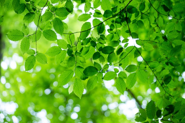 Reen laisse sur l'arbre