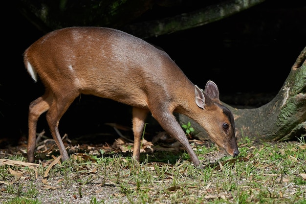 Reeves muntjac Muntiacus reevesi