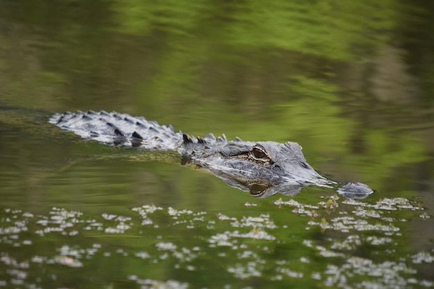 Un reflet d'un alligator prédateur dans les eaux vertes des marais.