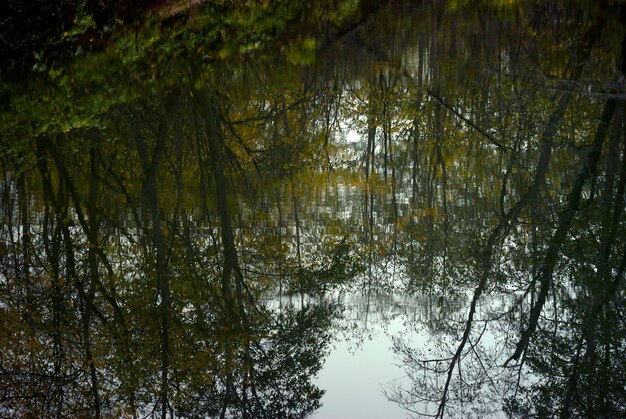 Photo reflet des arbres d'automne dans l'eau propre et calme d'un lac forestier