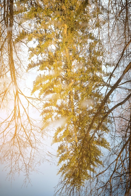 Reflet des arbres dans l'eau Sunny