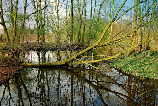 Reflet des arbres dans l'eau