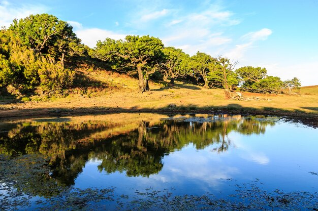 Photo le reflet des arbres dans le lac contre le ciel