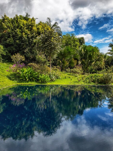 Photo le reflet des arbres dans le lac contre le ciel