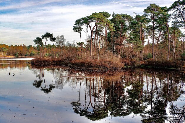 Photo le reflet des arbres dans le lac contre le ciel