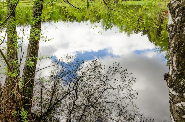 Un reflet d'arbres et de nuages dans un étang