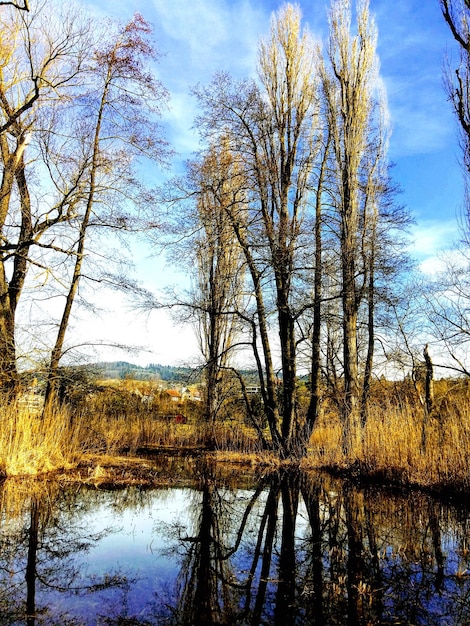 Photo le reflet des arbres nus dans le lac contre le ciel