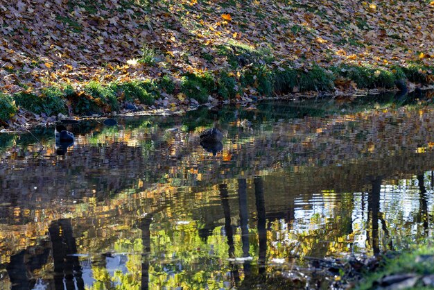 Reflet des arbres et plantes dans la volonté du lac