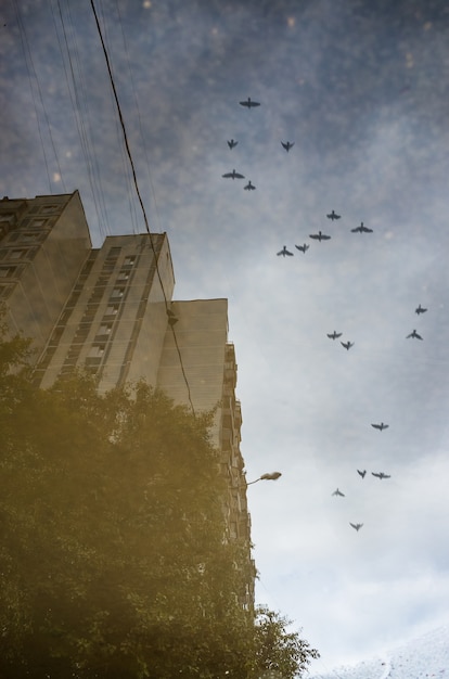 Reflet d'un bâtiment et d'oiseaux volants dans une flaque d'eau sur l'asphalte après une pluie