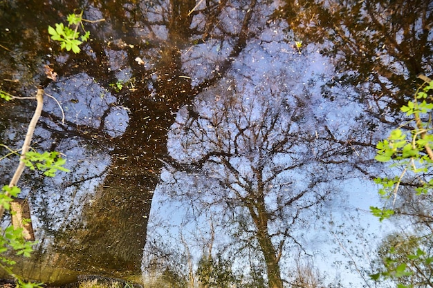 Reflet des branches et des troncs d'arbres dans l'eau Chênes poussant sur un marais