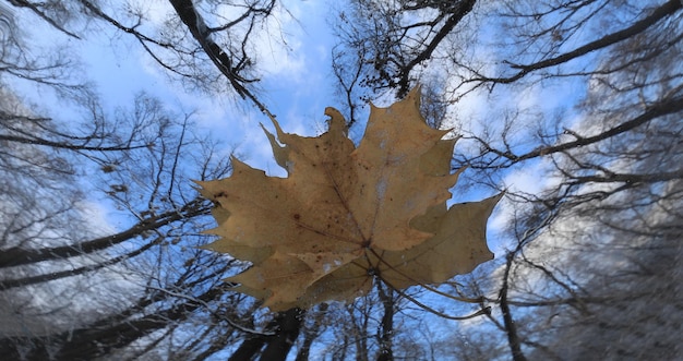 reflet dans le miroir forêt d'hiver